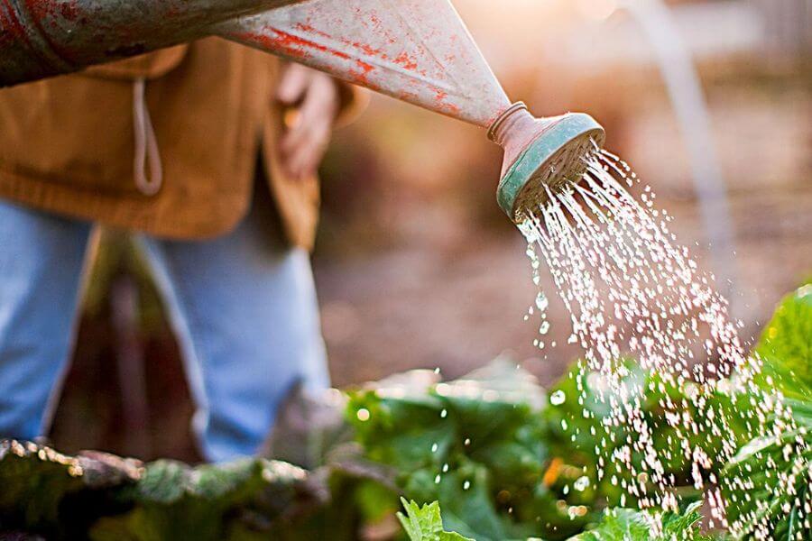 Urban Gardening: Growing Green Spaces in Small Places